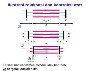 Ilustrasi relaksasi dan kontraksi otot




Terlihat bahwa filamen meosin tidak berubah,
yg bergerak adalah aktin
 