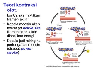 Teori kontraksi
 otot:
• Ion Ca akan aktifkan
  filamen aktin
• Kepala meosin akan
  terikat pd active site
  filamen aktin, akan
  dihasilkan energi
• Kepala jadi miring ke
  pertengahan meosin
  (disebut power
  stroke)
 