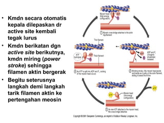 • Kmdn secara otomatis
  kepala dilepaskan dr
  active site kembali
  tegak lurus
• Kmdn berikatan dgn
  active site berikutnya,
  kmdn miring (power
  stroke) sehingga
  filamen aktin bergerak
• Begitu seterusnya
  langkah demi langkah
  tarik filamen aktin ke
  pertengahan meosin
 