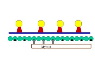 Myosin
 