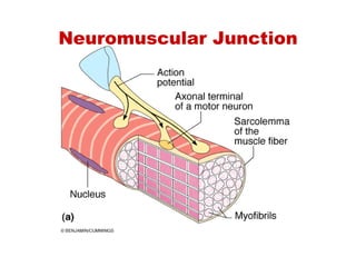 Neuromuscular Junction
 