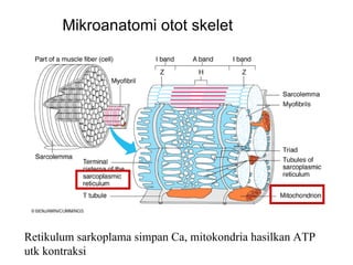 Mikroanatomi otot skelet




Retikulum sarkoplama simpan Ca, mitokondria hasilkan ATP
utk kontraksi
 
