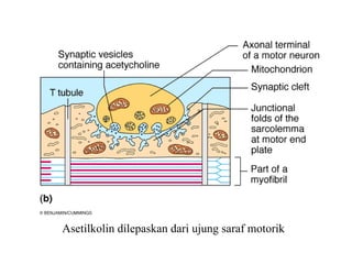 Asetilkolin dilepaskan dari ujung saraf motorik
 