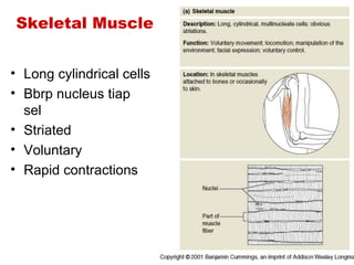 Skeletal Muscle


• Long cylindrical cells
• Bbrp nucleus tiap
  sel
• Striated
• Voluntary
• Rapid contractions
 