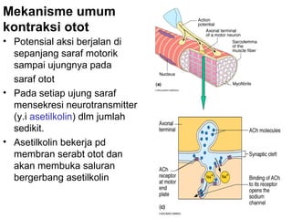 Mekanisme umum
kontraksi otot
• Potensial aksi berjalan di
  sepanjang saraf motorik
  sampai ujungnya pada
  saraf otot
• Pada setiap ujung saraf
  mensekresi neurotransmitter
  (y.i asetilkolin) dlm jumlah
  sedikit.
• Asetilkolin bekerja pd
  membran serabt otot dan
  akan membuka saluran
  bergerbang asetilkolin
 