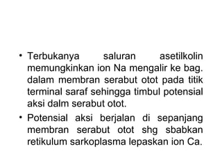 • Terbukanya       saluran      asetilkolin
  memungkinkan ion Na mengalir ke bag.
  dalam membran serabut otot pada titik
  terminal saraf sehingga timbul potensial
  aksi dalm serabut otot.
• Potensial aksi berjalan di sepanjang
  membran serabut otot shg sbabkan
  retikulum sarkoplasma lepaskan ion Ca.
 