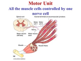 Motor Unit
All the muscle cells controlled by one
              nerve cell
 