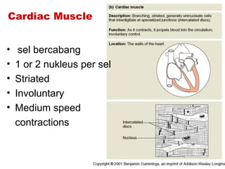 Cardiac Muscle


•    sel bercabang
•   1 or 2 nukleus per sel
•   Striated
•   Involuntary
•   Medium speed
    contractions
 
