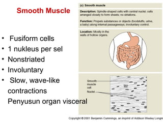 Smooth Muscle


•    Fusiform cells
•   1 nukleus per sel
•   Nonstriated
•   Involuntary
•    Slow, wave-like
    contractions
    Penyusun organ visceral
 
