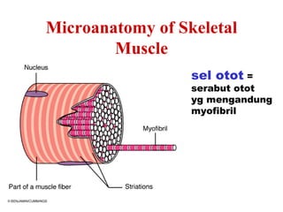 Microanatomy of Skeletal
        Muscle
                  sel otot =
                  serabut otot
                  yg mengandung
                  myofibril
 