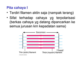 Pita cahaya I
• Terdiri filamen aktin saja (nampak terang)
• Sifat terhadap cahaya yg terpolarisasi
  (berkas cahaya yg datang dipancarkan ke
  semua jurusan krn kepadatan sama)




                                I band
 