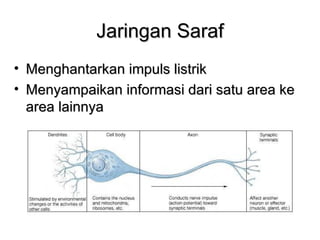 Jaringan Saraf
• Menghantarkan impuls listrik
• Menyampaikan informasi dari satu area ke
  area lainnya
 