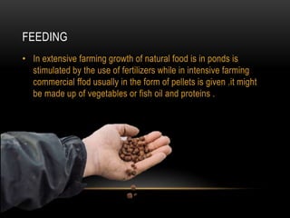 FEEDING
• In extensive farming growth of natural food is in ponds is
stimulated by the use of fertilizers while in intensive farming
commercial ffod usually in the form of pellets is given .it might
be made up of vegetables or fish oil and proteins .
 