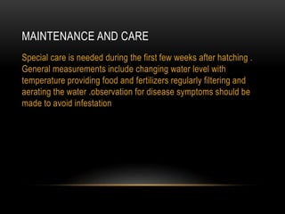 MAINTENANCE AND CARE
Special care is needed during the first few weeks after hatching .
General measurements include changing water level with
temperature providing food and fertilizers regularly filtering and
aerating the water .observation for disease symptoms should be
made to avoid infestation
 