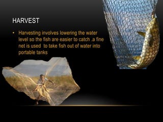 HARVEST
• Harvesting involves lowering the water
level so the fish are easier to catch .a fine
net is used to take fish out of water into
portable tanks
 