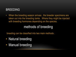 BREEDING
• When the breeding season arrives , the breeder specimens are
taken out into the breeding tanks . Where they might be injected
with breeding hormones depending on the species.
methods of breeding
breeding can be classified into two main methods .
• Natural breeding
• Manual breeding
 