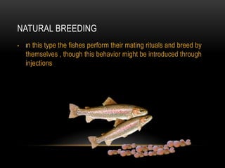 NATURAL BREEDING
• In this type the fishes perform their mating rituals and breed by
themselves , though this behavior might be introduced through
injections
 