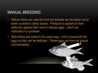 MANUAL BREEDING
• Mature fishes are selected and the females are fist taken out of
water covered in damp towels . Pressure is applied on their
abdomen against their vent to release eggs , which are
collected in a container .
• Male fishes are milted in the same way , milt is mixed with the
eggs so they can be fertilized . These eggs can then be placed
into hatcheries .
 