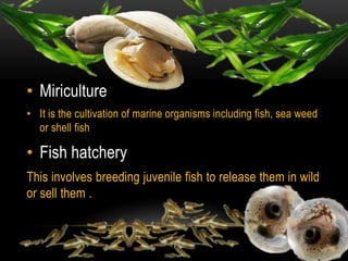 • Miriculture
• It is the cultivation of marine organisms including fish, sea weed
or shell fish
• Fish hatchery
This involves breeding juvenile fish to release them in wild
or sell them .
 