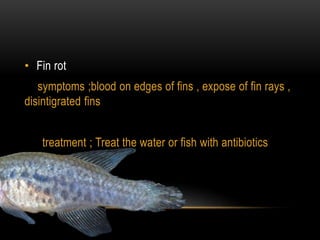 • Fin rot
symptoms ;blood on edges of fins , expose of fin rays ,
disintigrated fins
treatment ; Treat the water or fish with antibiotics
 