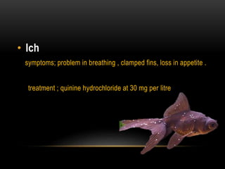 • Ich
symptoms; problem in breathing , clamped fins, loss in appetite .
treatment ; quinine hydrochloride at 30 mg per litre
 