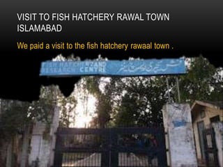 VISIT TO FISH HATCHERY RAWAL TOWN
ISLAMABAD
We paid a visit to the fish hatchery rawaal town .
 