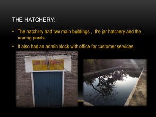 THE HATCHERY:
• The hatchery had two main buildings , the jar hatchery and the
rearing ponds.
• It also had an admin block with office for customer services.
 