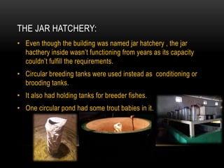 THE JAR HATCHERY:
• Even though the building was named jar hatchery , the jar
hacthery inside wasn’t functioning from years as its capacity
couldn’t fulfill the requirements.
• Circular breeding tanks were used instead as conditioning or
brooding tanks.
• It also had holding tanks for breeder fishes.
• One circular pond had some trout babies in it.
 