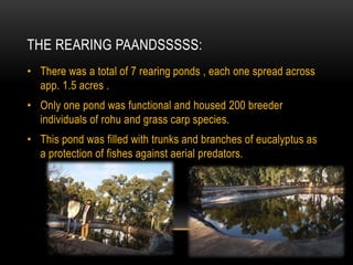 THE REARING PAANDSSSSS:
• There was a total of 7 rearing ponds , each one spread across
app. 1.5 acres .
• Only one pond was functional and housed 200 breeder
individuals of rohu and grass carp species.
• This pond was filled with trunks and branches of eucalyptus as
a protection of fishes against aerial predators.
 