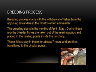 BREEDING PROCESS:
Breeding process starts with the withdrawal of fishes from the
adjoining rawal dam in the months of feb and march.
The breeding starts in the months of April , May . During these
months breeder fishes are taken out of the rearing ponds and
placed in the holding ponds inside the hatchery.
These fishes stay in these for atleast 7 hours and are then
transffered to the circular ponds .
 