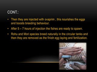 CONT.:
• Then they are injected with ovaprim , this nourishes the eggs
and boosts breeding behaviour.
• After 5 – 7 hours of injection the fishes are ready to spawn.
• Rohu and Mori species breed naturally in the circular tanks and
then they are removed as the finish egg laying and fertilization.
 