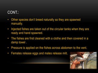 CONT.:
• Other species don’t breed naturally so they are spawned
manually.
• Injected fishes are taken out of the circular tanks when they are
ready and hand spawned.
• The fishes are first cleaned with a clothe and then covered in a
damp towel .
• Pressure is applied on the fishes across abdomen to the vent.
• Females release eggs and males release milt.
 