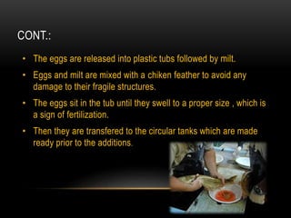 CONT.:
• The eggs are released into plastic tubs followed by milt.
• Eggs and milt are mixed with a chiken feather to avoid any
damage to their fragile structures.
• The eggs sit in the tub until they swell to a proper size , which is
a sign of fertilization.
• Then they are transfered to the circular tanks which are made
ready prior to the additions.
 