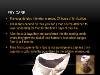 FRY CARE:
• The eggs develop into fries in around 24 hours of fertilization .
• These fries depend on their yolk sac ( food source attached to
lower abdomen) for food for the first 3 days of their life.
• After these 3 days they are transferred into the rearing ponds
where they grow the rest of their hatchery lives which ranges
from 3 to 5 months.
• Their first supplementary food is rice porridge and daphnia ( tiny
organisms cultured in the pond itself by the addition of manure).
 