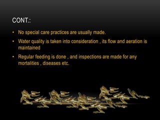 CONT.:
• No special care practices are usually made.
• Water quality is taken into consideration , its flow and aeration is
maintained
• Regular feeding is done , and inspections are made for any
mortalities , diseases etc.
 