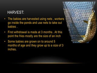 HARVEST:
• The babies are harvested using nets , workers
go inside the ponds and use nets to take out
babies .
• First withdrawal is made at 3 months . At this
point the fries mostly are the size of an inch
• Some babies are grown on to around 5
months of age and they grow up to a size of 3
inches.
 