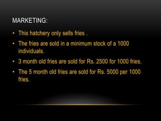 MARKETING:
• This hatchery only sells fries .
• The fries are sold in a minimum stock of a 1000
individuals.
• 3 month old fries are sold for Rs. 2500 for 1000 fries.
• The 5 month old fries are sold for Rs. 5000 per 1000
fries.
 