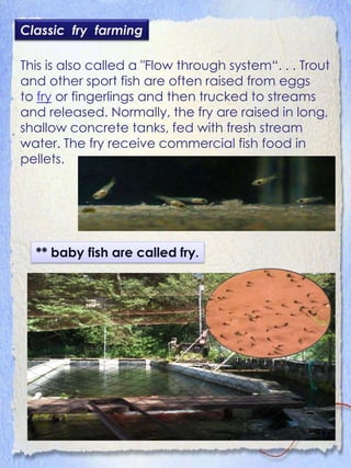 Classic fry farming

This is also called a "Flow through system“. . . Trout
and other sport fish are often raised from eggs
to fry or fingerlings and then trucked to streams
and released. Normally, the fry are raised in long,
shallow concrete tanks, fed with fresh stream
water. The fry receive commercial fish food in
pellets.




  ** baby fish are called fry.




                                                    11
 