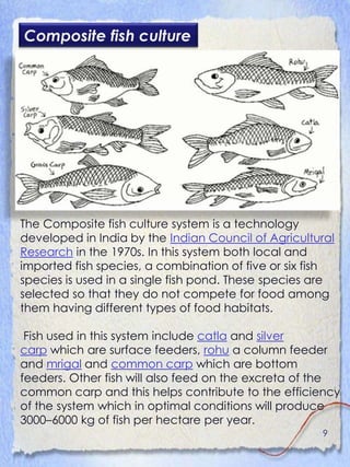 Composite fish culture




The Composite fish culture system is a technology
developed in India by the Indian Council of Agricultural
Research in the 1970s. In this system both local and
imported fish species, a combination of five or six fish
species is used in a single fish pond. These species are
selected so that they do not compete for food among
them having different types of food habitats.

 Fish used in this system include catla and silver
carp which are surface feeders, rohu a column feeder
and mrigal and common carp which are bottom
feeders. Other fish will also feed on the excreta of the
common carp and this helps contribute to the efficiency
of the system which in optimal conditions will produce
3000–6000 kg of fish per hectare per year.
                                                     9
 