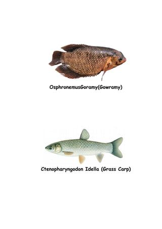 OsphronemusGoramy(Gowramy)
Ctenopharyngodon Idella (Grass Carp)
 