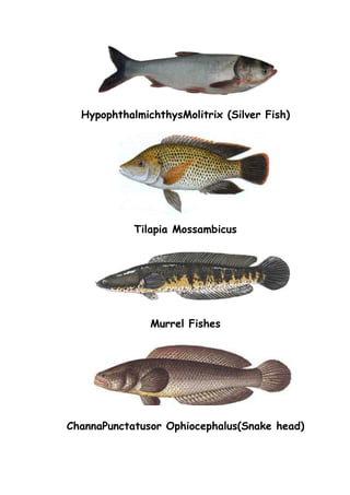 HypophthalmichthysMolitrix (Silver Fish)
Tilapia Mossambicus
Murrel Fishes
ChannaPunctatusor Ophiocephalus(Snake head)
 