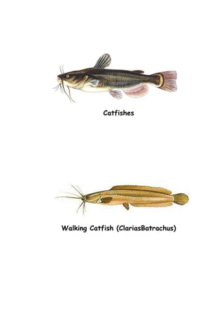 Catfishes
Walking Catfish (ClariasBatrachus)
 