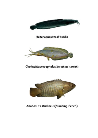 HeteropneustesFossilis
ClariasMacrocephalus(Broadhead Catfish)
Anabas Testudineus(Climbing Perch)
 