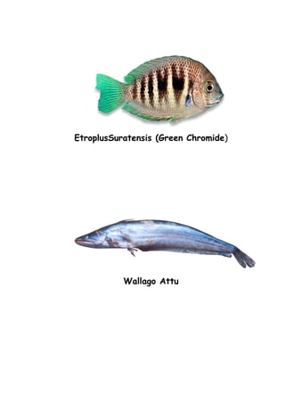 EtroplusSuratensis (Green Chromide)
Wallago Attu
 