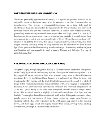 OSPHRONEMUS GORAMY (GOWRAMY)
The Giant gourami (Osphronemus Goramy), is a species of gourami believed to be
originally native to Southeast Asia, with its occurrence in other locations due to
introductions. This species is commercially important as a food fish and is
also farmed. It can also be found in the aquarium trade. The species has also been used
for weed control, as it can be a voracious herbivore. It lives in fresh or brackish water,
particularly slow-moving areas such as swamps, lakes, and large rivers. It is capable of
breathing moist air, so can survive out of water for long periods. It is much larger than
most gouramis, growing to a maximum length of 70 cm (28 in), though most are only
around 45 cm (18 in). In colour, it is a pale to golden yellow, with silvery, pale blue
stripes running vertically along its body. Females can be identified by their thicker
lips. Giant gouramis build nests using weeds and twigs. It was imported from Jawa
and Maritius and introduced into fresh waters of Madras and Calcutta. The rate of
growth is very slow.
CTENOPHARYNGODON IDELLA (GRASS CARP)
The grass carp (Ctenopharyngodon Idella) is an herbivorous, freshwater fish species
of the family Cyprinidae, and the only species of the genus Ctenopharyngodon. It is a
large cyprinid native to eastern Asia, with a native range from northern Vietnam to
the Amur River on the Siberia-China border. It is cultivated in China for food, but
was introduced in Europe and the United States for aquatic weed control. It is a fish of
large, turbid rivers and associated floodplain lakes, with a wide degree of temperature
tolerance. Grass carp will enter reproductive condition and spawn at temperatures of
20 to 30°C (68 to 86°F). Grass carp have elongated, chubby, torpedo-shaped body
forms. The terminal mouth is slightly oblique with non-fleshy, firm lips, and no
barbels. The complete lateral line contains 40 to 42 scales. This species occurs in lakes,
ponds, pools, and backwaters of large rivers, preferring large, slow-flowing or
standing water bodies with vegetation. In the wild, grass carp spawn in fast-moving
rivers, and their eggs, which are slightly heavier than water, develop while drifting
downstream, and kept in suspension by turbulence.
 