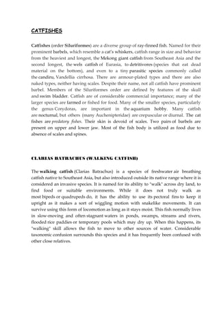 CATFISHES
Catfishes (order Siluriformes) are a diverse group of ray-finned fish. Named for their
prominent barbels, which resemble a cat’s whiskers, catfish range in size and behavior
from the heaviest and longest, the Mekong giant catfish from Southeast Asia and the
second longest, the wels catfish of Eurasia, to detritivores (species that eat dead
material on the bottom), and even to a tiny parasitic species commonly called
the candiru, Vandellia cirrhosa. There are armour-plated types and there are also
naked types, neither having scales. Despite their name, not all catfish have prominent
barbel. Members of the Siluriformes order are defined by features of the skull
and swim bladder. Catfish are of considerable commercial importance; many of the
larger species are farmed or fished for food. Many of the smaller species, particularly
the genus Corydoras, are important in the aquarium hobby. Many catfish
are nocturnal, but others (many Auchenipteridae) are crepuscular or diurnal. The cat
fishes are predatory fishes. Their skin is devoid of scales. Two pairs of barbels are
present on upper and lower jaw. Most of the fish body is utilized as food due to
absence of scales and spines.
CLARIAS BATRACHUS (WALKING CATFISH)
The walking catfish (Clarias Batrachus) is a species of freshwater air breathing
catfish native to Southeast Asia, but also introduced outside its native range where it is
considered an invasive species. It is named for its ability to "walk" across dry land, to
find food or suitable environments. While it does not truly walk as
most bipeds or quadrupeds do, it has the ability to use its pectoral fins to keep it
upright as it makes a sort of wiggling motion with snakelike movements. It can
survive using this form of locomotion as long as it stays moist. This fish normally lives
in slow-moving and often stagnant waters in ponds, swamps, streams and rivers,
flooded rice paddies or temporary pools which may dry up. When this happens, its
"walking" skill allows the fish to move to other sources of water. Considerable
taxonomic confusion surrounds this species and it has frequently been confused with
other close relatives.
 