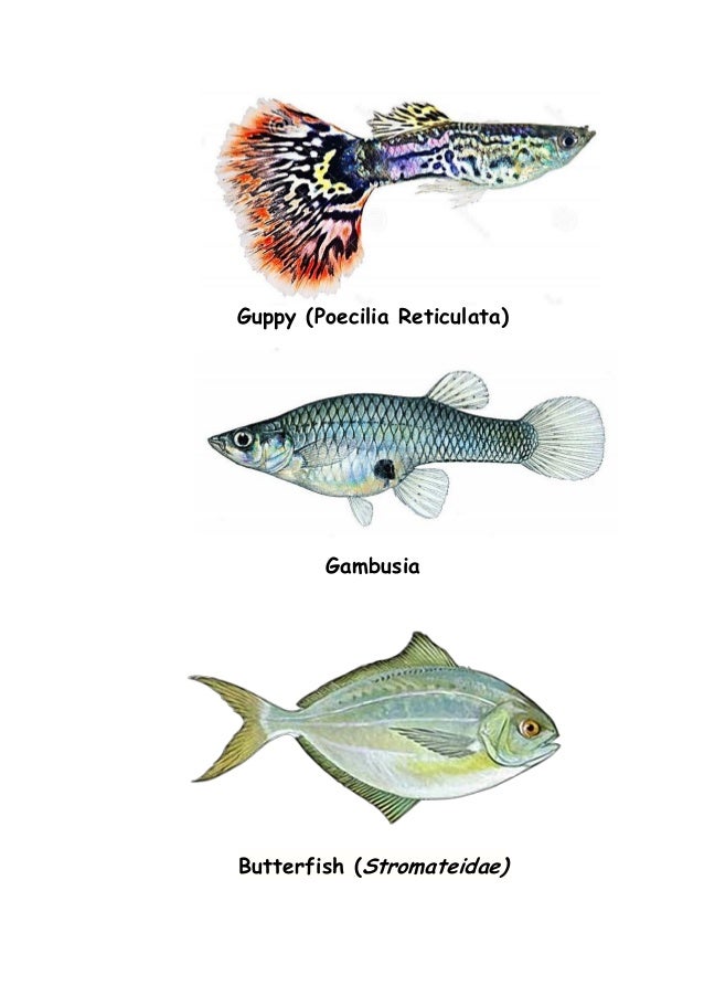 Guppy Price In Kerala,Salt Lake fights dengue with fish