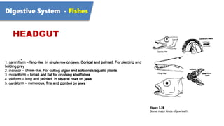 Digestive System - Fishes
HEADGUT
 