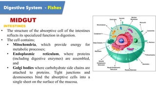 Digestive System - Fishes
MIDGUT
INTESTINES
• The structure of the absorptive cell of the intestines
reflects its specialized function in digestion.
• The cell contains;
• Mitochondria, which provide energy for
metabolic processes;
• Endoplasmic reticulum, where proteins
(including digestive enzymes) are assembled,
and
• Golgi bodies where carbohydrate side chains are
attached to proteins. Tight junctions and
desmosomes bind the absorptive cells into a
single sheet on the surface of the mucosa.
 