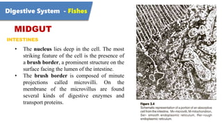 Digestive System - Fishes
MIDGUT
INTESTINES
• The nucleus lies deep in the cell. The most
striking feature of the cell is the presence of
a brush border, a prominent structure on the
surface facing the lumen of the intestine.
• The brush border is composed of minute
projections called microvilli. On the
membrane of the microvillus are found
several kinds of digestive enzymes and
transport proteins.
 